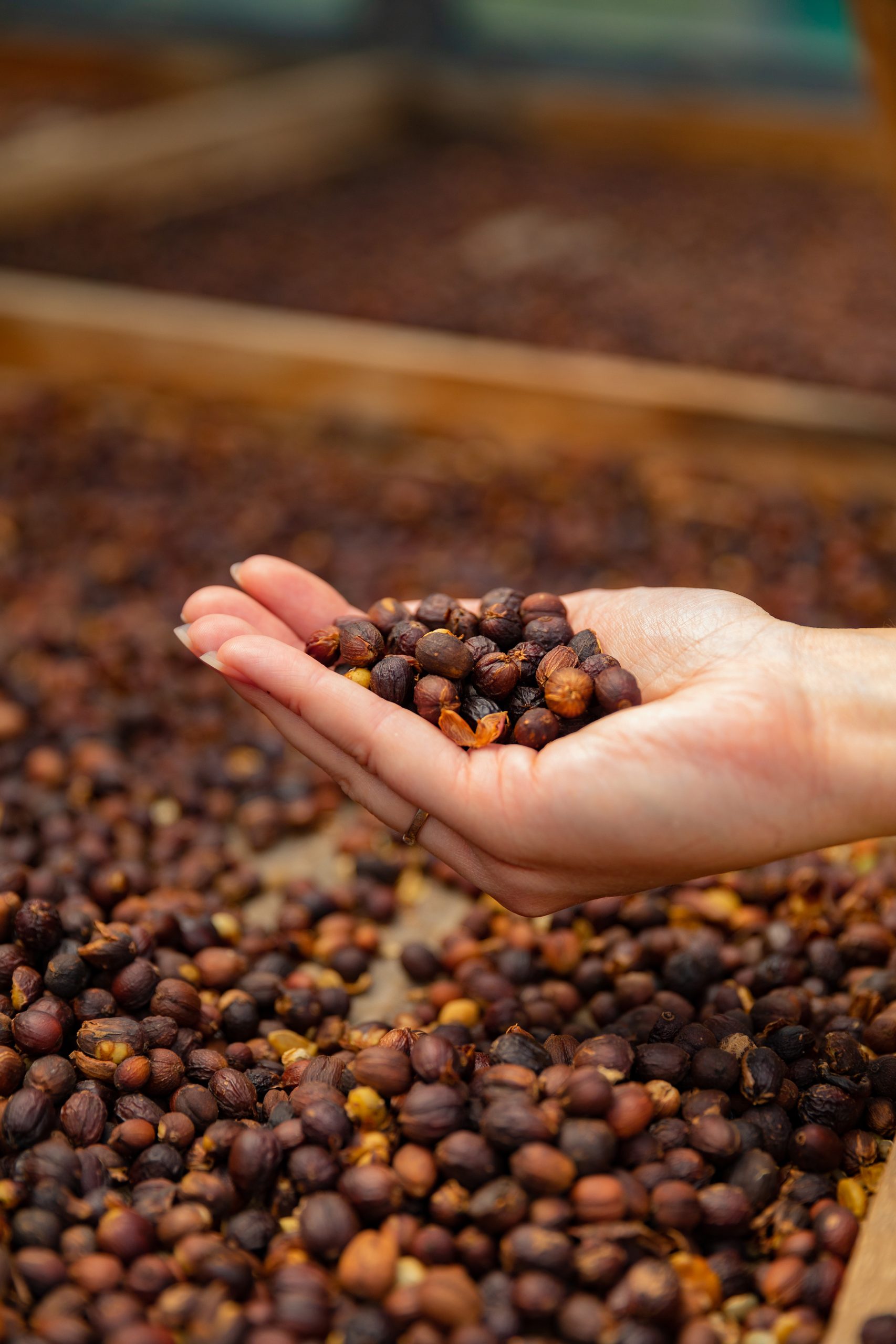 close-up-of-woman-holding-organic-raw-coffee-beans-2023-11-27-05-13-23-utc